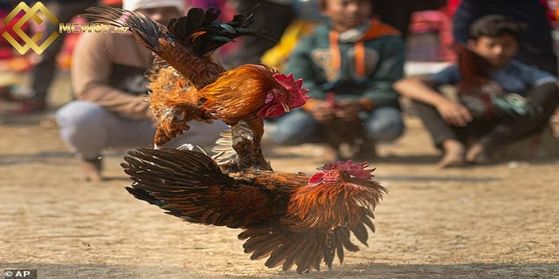 Cách nuôi gà đá tốt