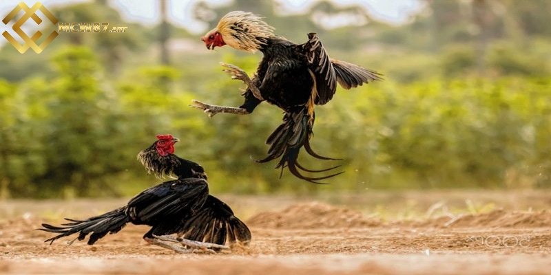 Tử địa trên thân gà nằm ở đâu?