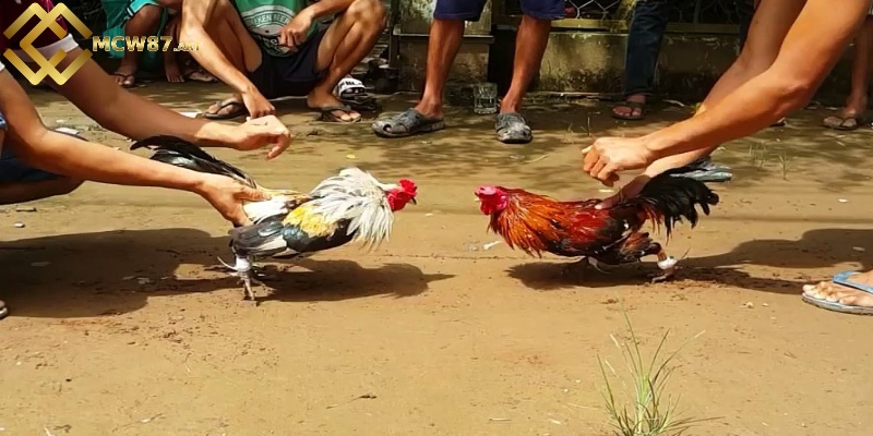Lối đá mé hiểm hóc đến từ chiến kê lừng danh