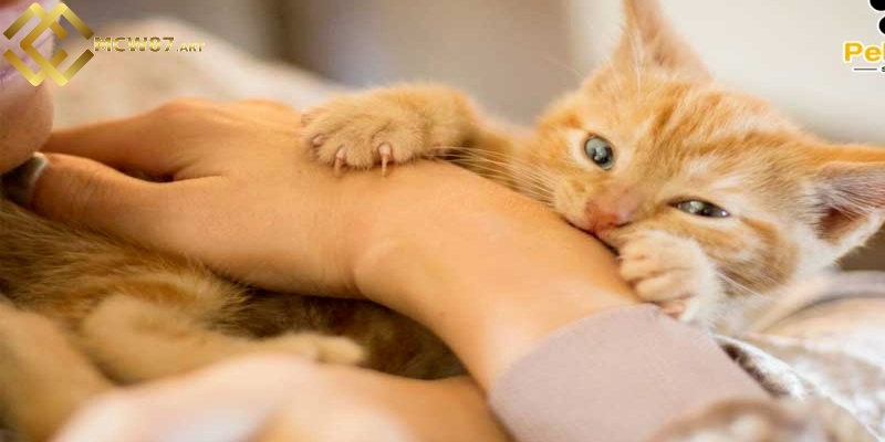 Nằm mơ thấy mèo báo hiệu điều gì? Đánh số mấy dễ trúng 3 Chiêm bao thấy mèo cào bạn