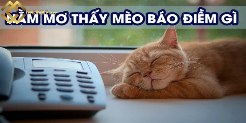 Nằm mơ thấy mèo báo hiệu điều gì? Đánh số mấy dễ trúng 1 Nằm mơ thấy mèo có ý nghĩa gì?